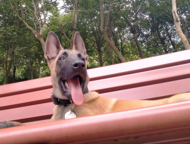 如何搞定一条大马犬，狸花猫有经验，绝对实力面前，要学会不要脸