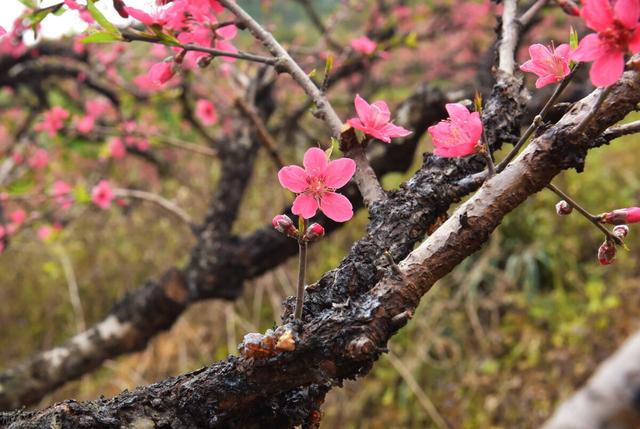 自己在家制作桃花盆景，一根桃枝，一个塑料瓶，收获满盆粉红桃花