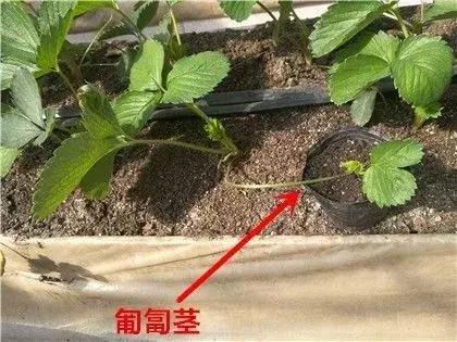 草莓管理大全！定植、缓苗、除草、肥水、补苗……12个技术分享