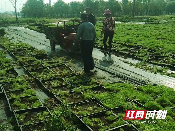 鼎城灌溪：小草做成大产业 农民走上致富路