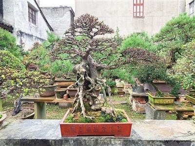 七旬老人醉心盆景 40年精心打造500多盆盆栽