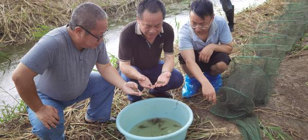 高价塘鳢鱼遇到“李鬼”，水产专家教你5招辨别两种鱼