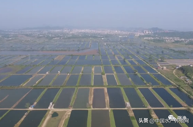 胡火根：小龙虾市场回归理性调整，低迷期利好产业可持续发展！