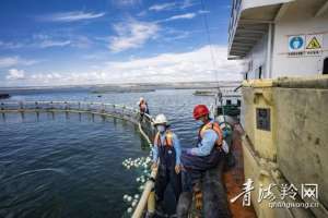 金鳟鱼养殖技术(科技助力，写好冷水鱼养殖“绿色”文章)