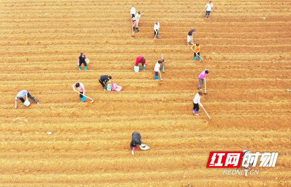 湖南新田：冬日香芋种植忙（组图）