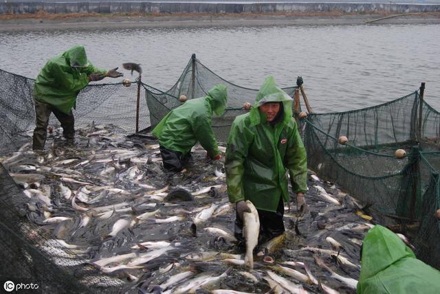 黄鳝、龙虾水产养殖户，亩赚1300，年均收入10万，同行算啥水平？