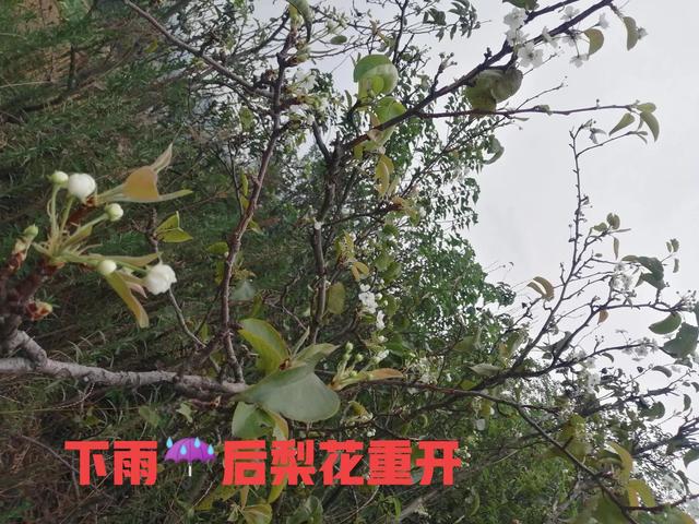 限时生长的菌中之王，既美味又清香，想吃还不一定能买到