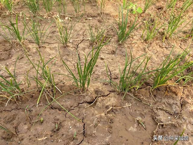 种植韭菜，学会播种很重要，掌握这些播种方法，出苗快又好