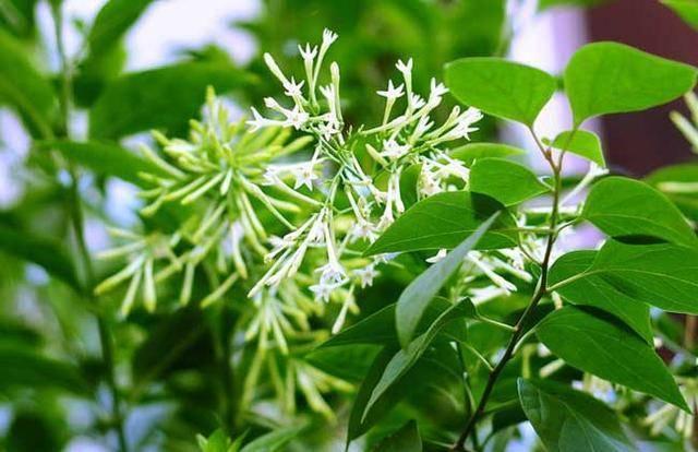 夏天扦插几棵夜来香，晚上淡淡花香味，生活太惬意了