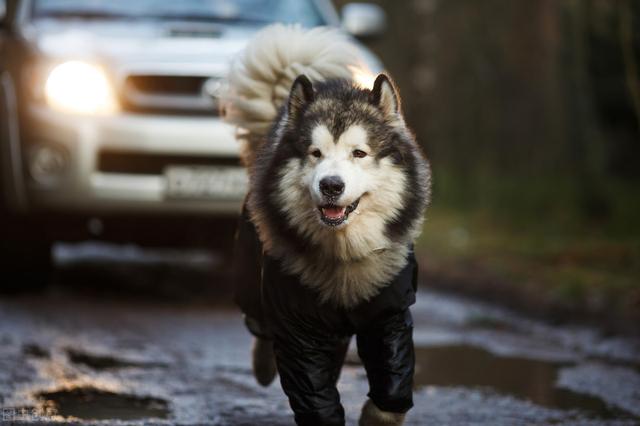 关于犬不同生长阶段的养殖技术，与管理管方法，进来学学