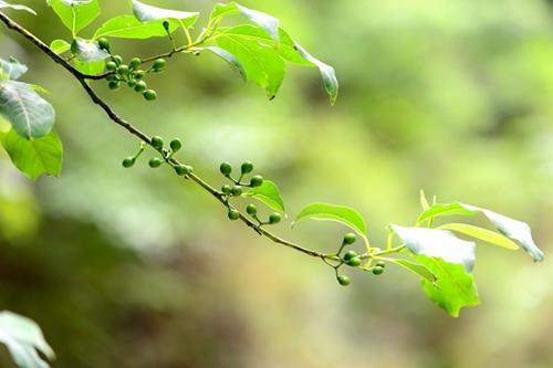 山胡椒生于向阳丘陵和山地的灌木丛或树林中，伞形花序，花黄白色