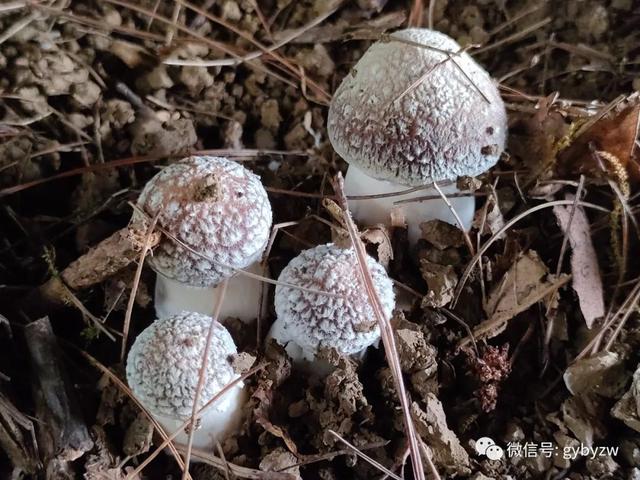 白云区牛场乡红锦村：小小食用菌 开出乡村“致富花”