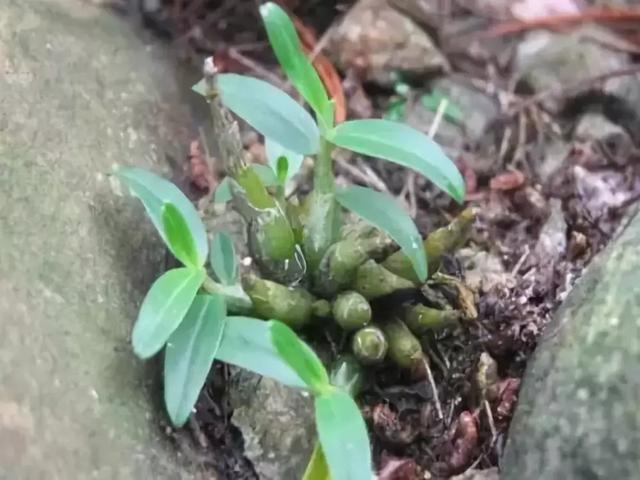 林下育仙草——铁皮石斛的种植管理方法揭秘