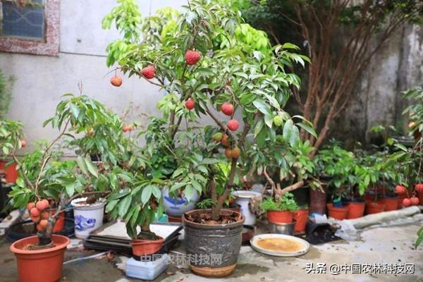 在家不出门，就是做贡献！简单的荔枝盆栽技术分享给你