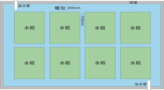 广西主推农业技术——稻田田螺生态养殖技术