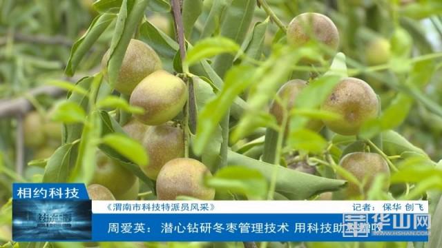 周爱英：潜心钻研冬枣管理技术 用科技助农增收