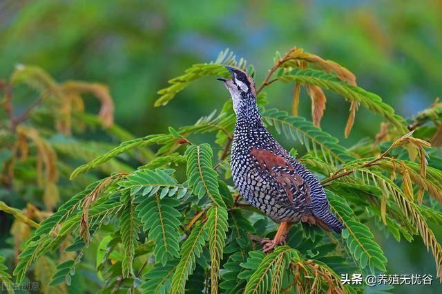 山鸡不难养，注意与家养鸡的区别