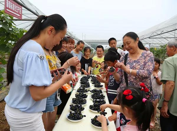 成都龙泉驿区200亩扶贫果 甜了村民火了乡村