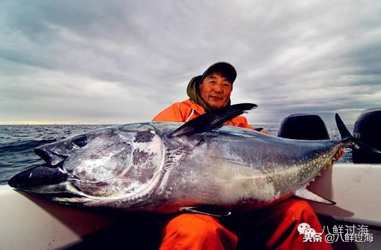 蓝鳍金枪鱼：“海底熊猫”的未知命运！