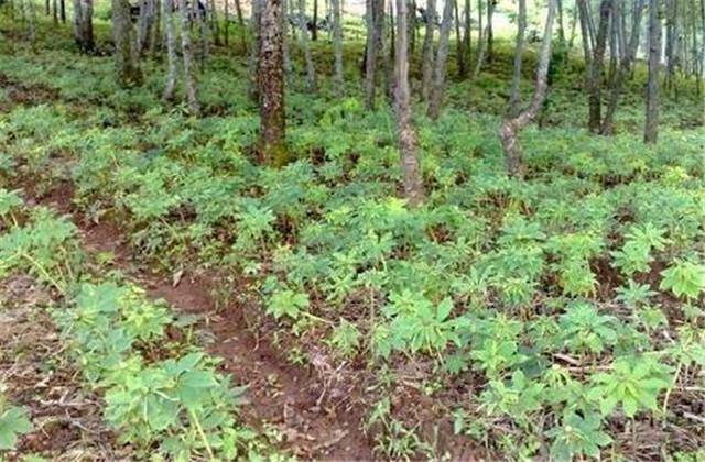 天麻种植技术，这些技巧你知道吗？进来学习一下吧