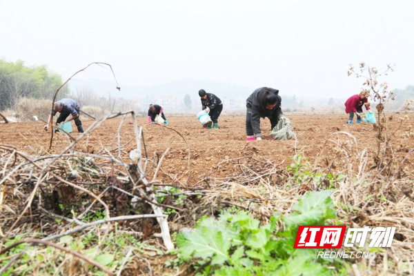 湖南新田：冬日香芋种植忙（组图）