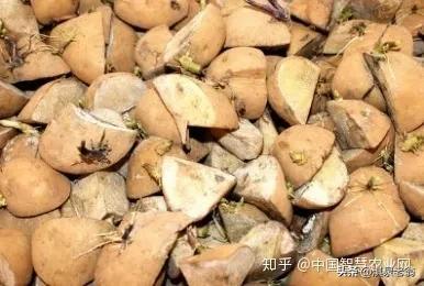 在马铃薯地膜种植中不可忽视的技术措施