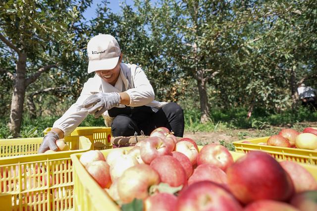 从种苹果到办起宁夏最大鸵鸟养殖场——乐台村的转型路