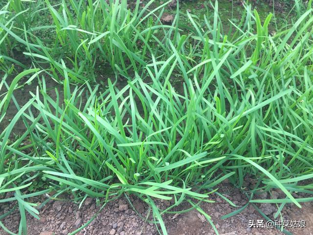 种植韭菜，学会播种很重要，掌握这些播种方法，出苗快又好