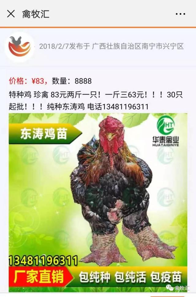 奇闻：世界上还有这么贵的鸡，简直是鸡中的战斗鸡