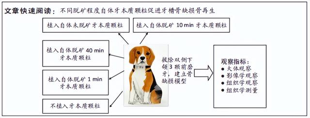 部分脱矿自体牙本质颗粒在种植位点保存术中的成骨效能