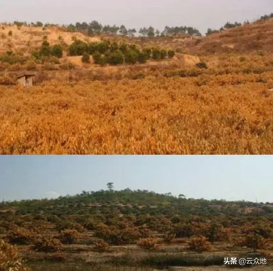 种植脐橙，果园选址需关注哪些重要因素？重点注意3个方面