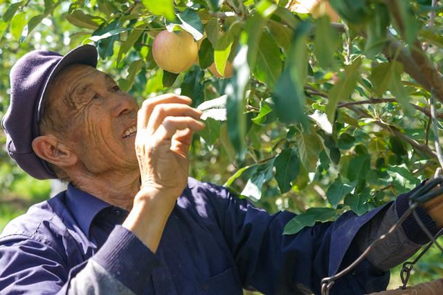 从种苹果到办起宁夏最大鸵鸟养殖场——乐台村的转型路