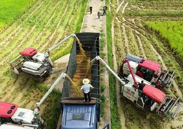 柳州楼顶种植水稻 国稻种芯·中国水稻节：广西12万亩米飘香