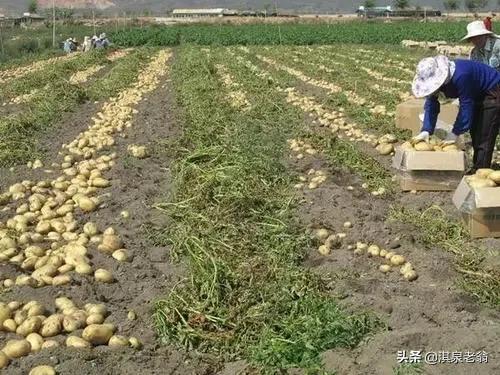 在马铃薯地膜种植中不可忽视的技术措施