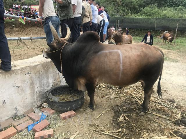 大叔养牛培育雪花牛肉增收2万，专注13载不同部位价不同，如何养