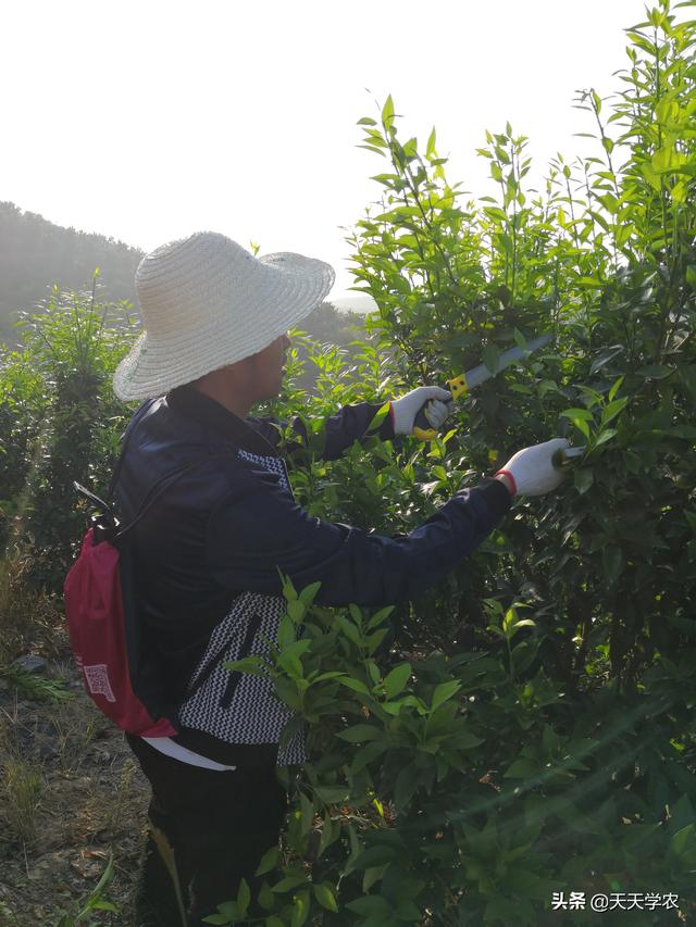 枝繁叶茂却不挂果，你果园里有这样的柑橘树吗？赶紧促进花芽分化