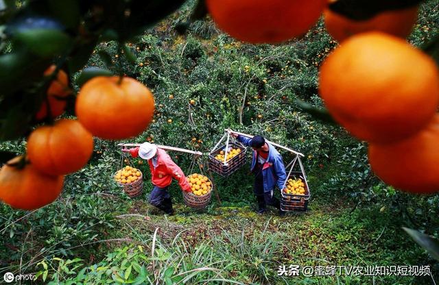 脐橙种植需要什么地理环境，什么样的地能种出好果呢？（一）