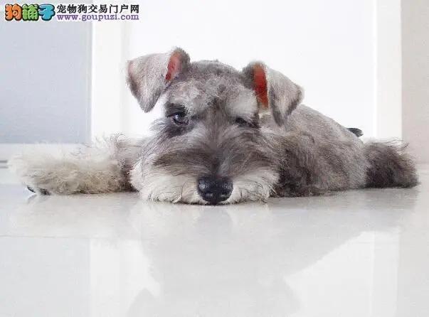 如何搞定一条大马犬，狸花猫有经验，绝对实力面前，要学会不要脸