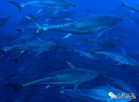 蓝鳍金枪鱼：“海底熊猫”的未知命运！