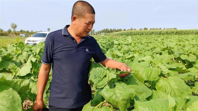 奈曼旗：特色种植成为农户增收的“硬核”