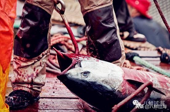 蓝鳍金枪鱼：“海底熊猫”的未知命运！