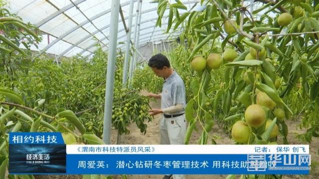 周爱英：潜心钻研冬枣管理技术 用科技助农增收