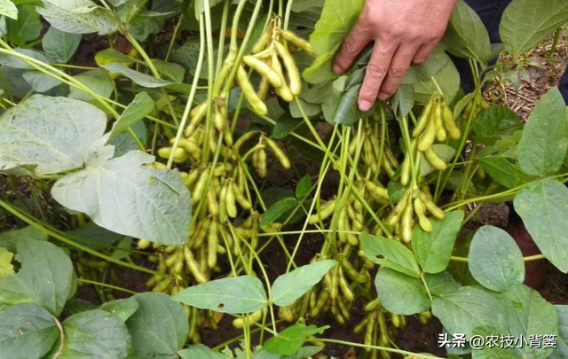 如何才能种出高产优质的大豆？种植大豆要抓好哪几项管理重点？