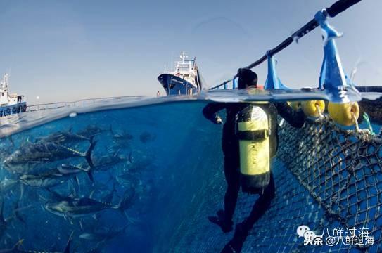 蓝鳍金枪鱼：“海底熊猫”的未知命运！