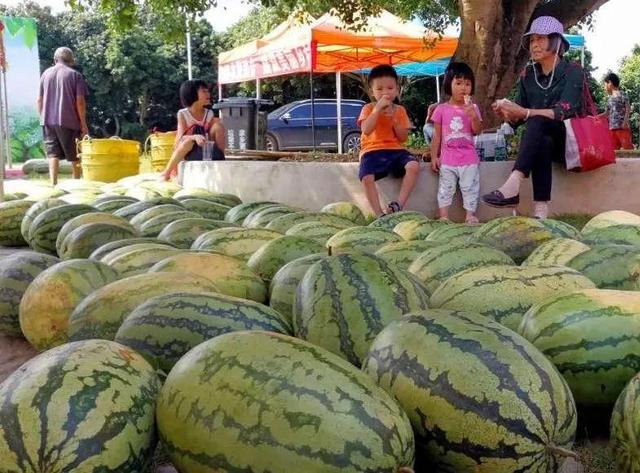 云浮云安：夏天吃什么？跟着“水果地图”寻“味”白石→