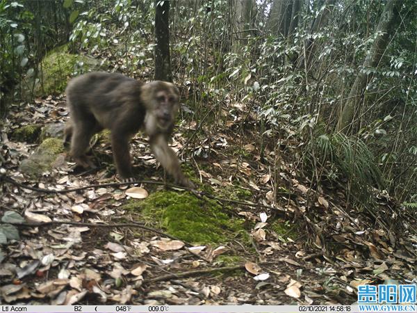 金钱豹、猕猴、果子狸……习水保护区的野生生物已知3863种