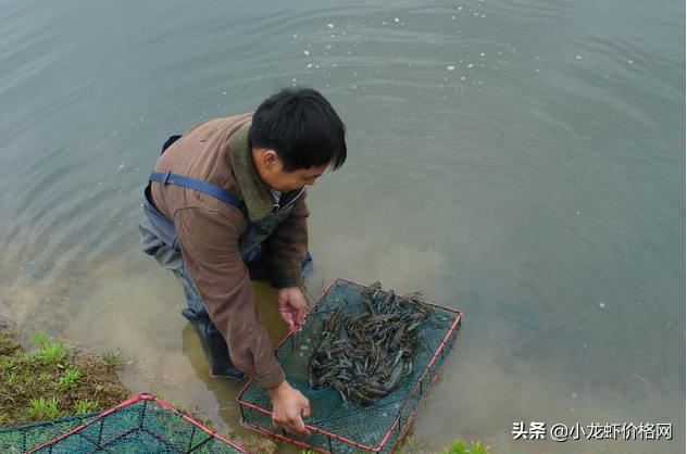 冬季大棚反季节养殖小龙虾，每亩投资6万元，是否值得投入