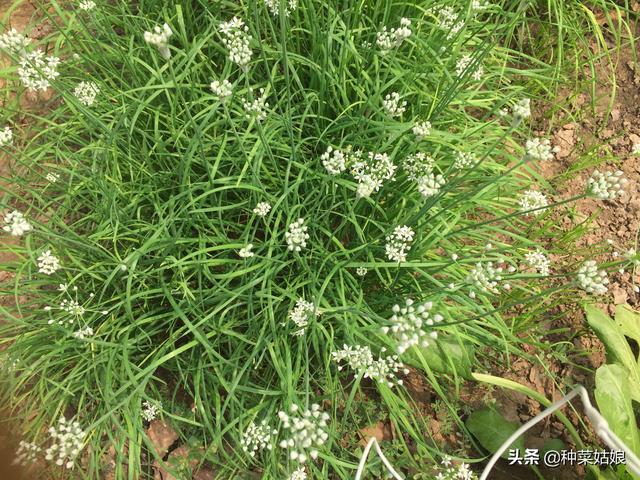 种植韭菜，学会播种很重要，掌握这些播种方法，出苗快又好