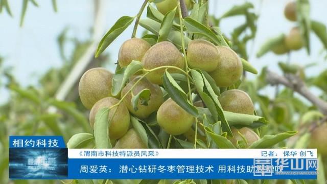 周爱英：潜心钻研冬枣管理技术 用科技助农增收