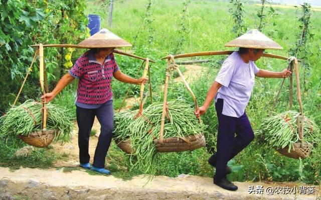 怎样才能种出高产优质的好豆角？记住这4个种植管理技巧